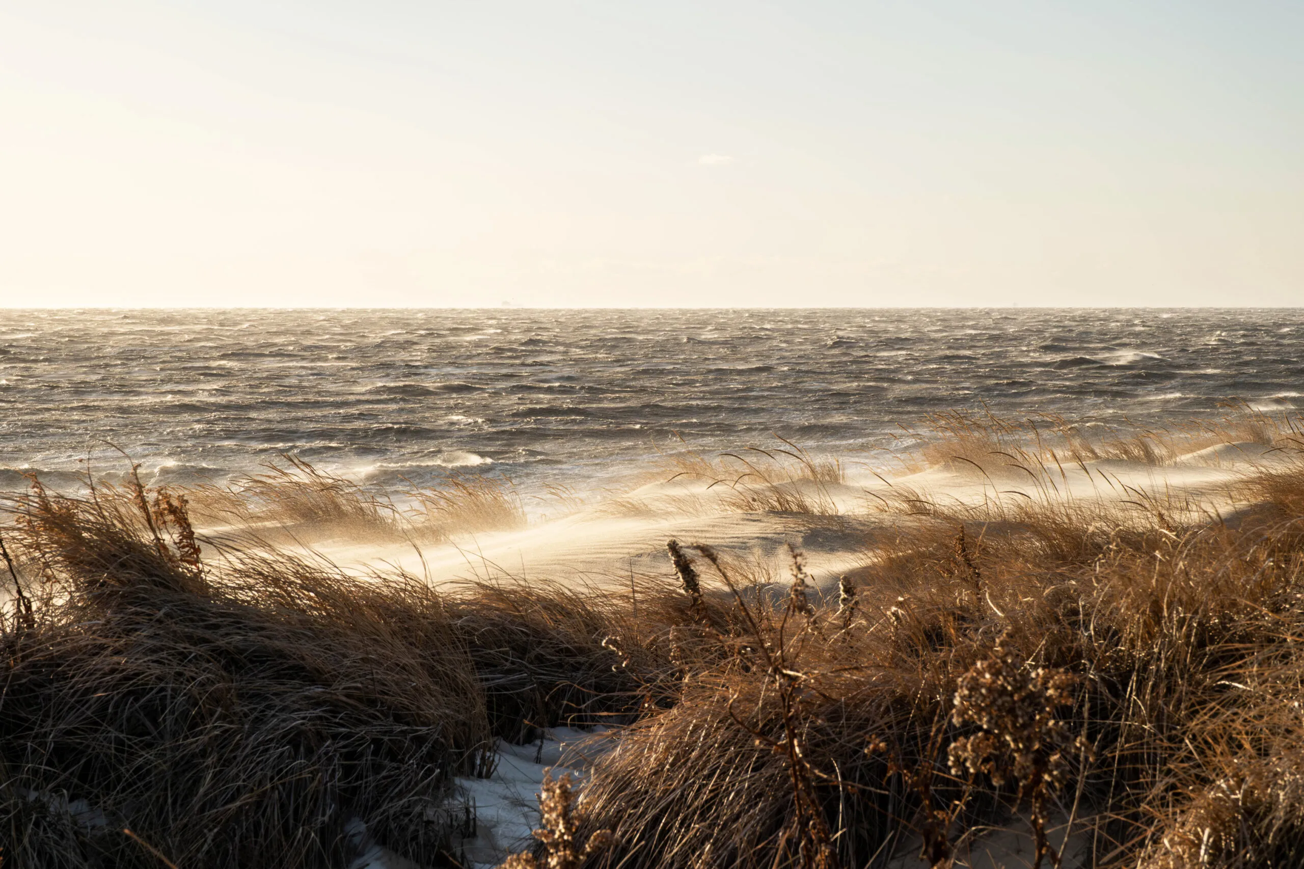 Golden marram grass on a windswept dune above a silver winter sea